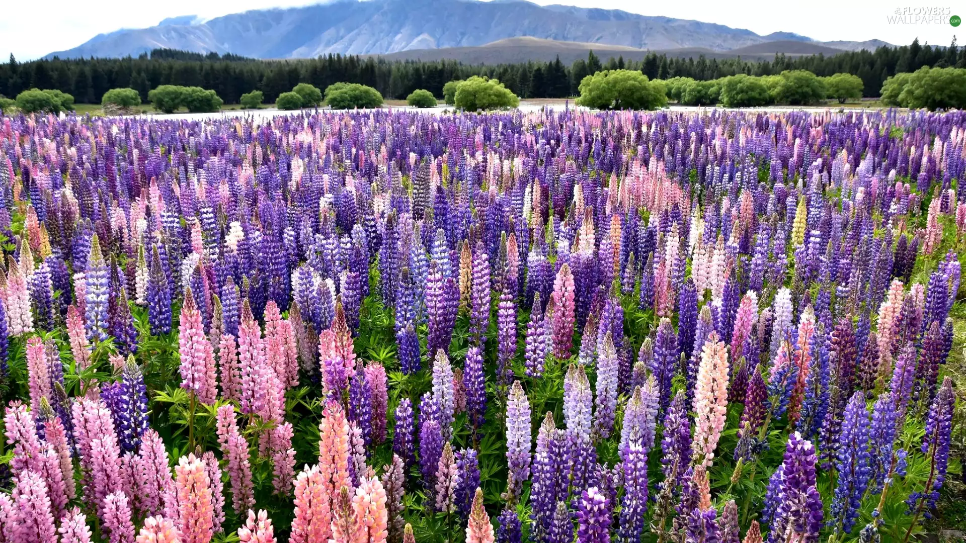 Field, trees, viewes, lupine