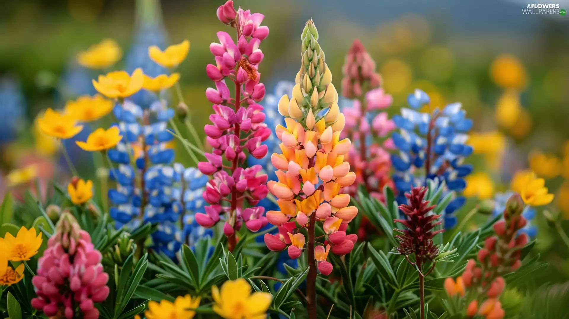 lupine, color, Flowers