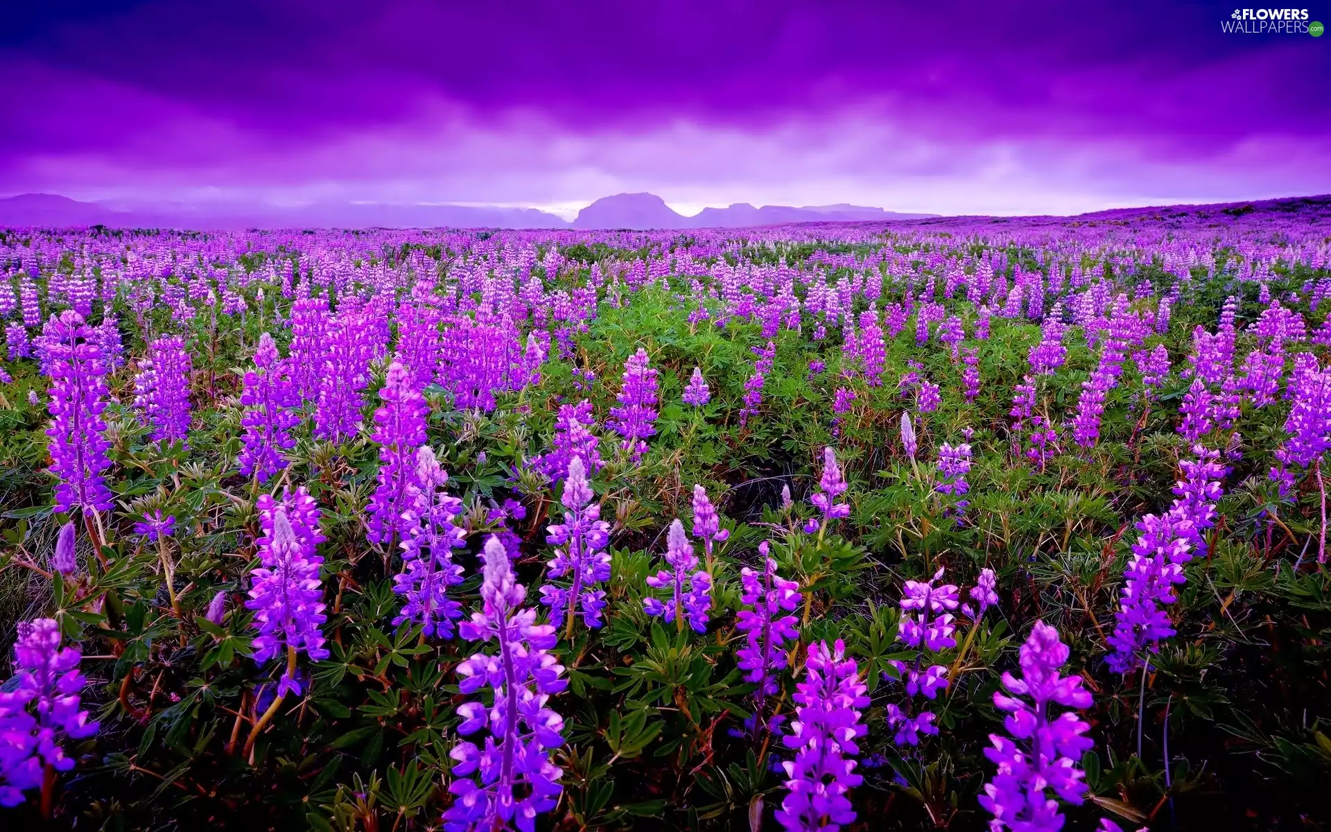 lupine, Meadow, Flowers