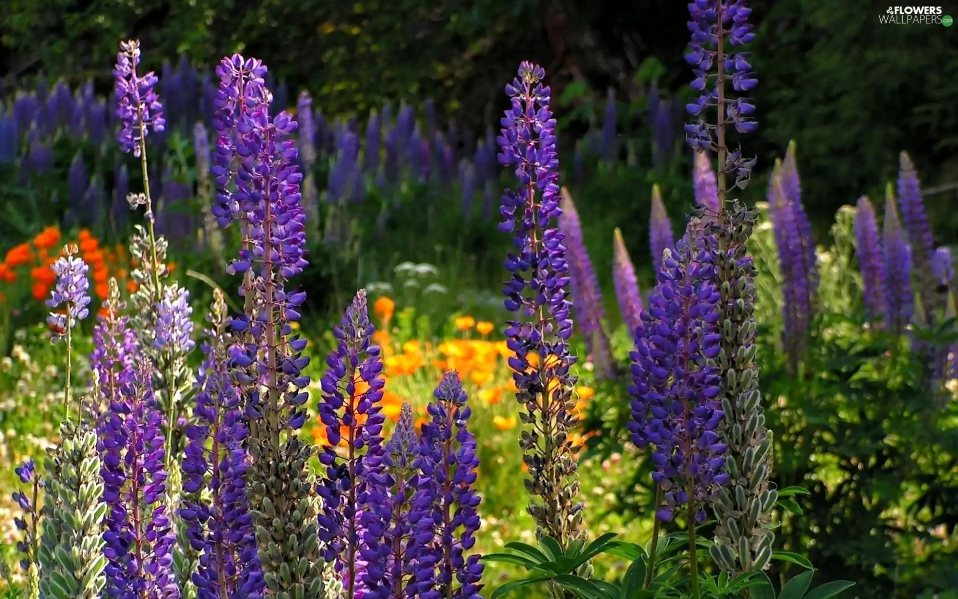 lupine, Meadow, Flowers