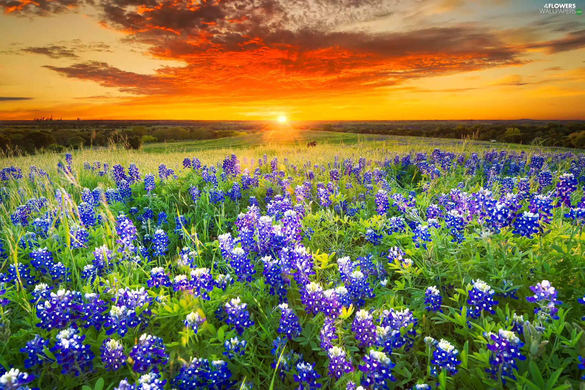 lupine, trees, Meadow, viewes, Great Sunsets, Flowers, Field, clouds