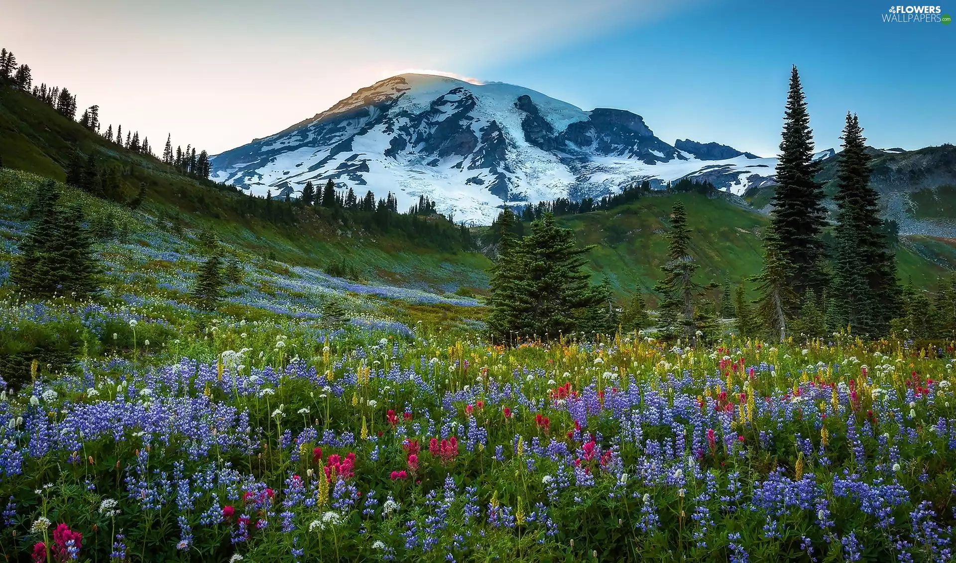 Flowers, lupine, forest, Meadow, Mountains