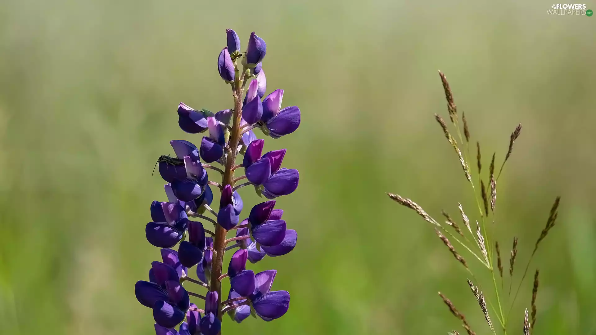 grass, Colourfull Flowers, lupine