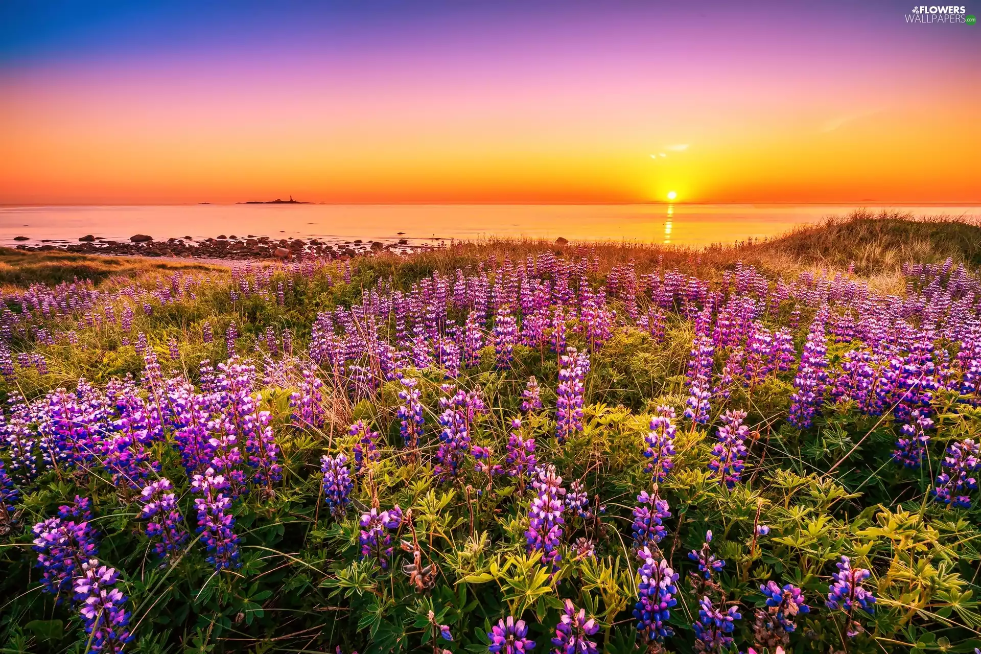 sea, lupine, Great Sunsets, Meadow