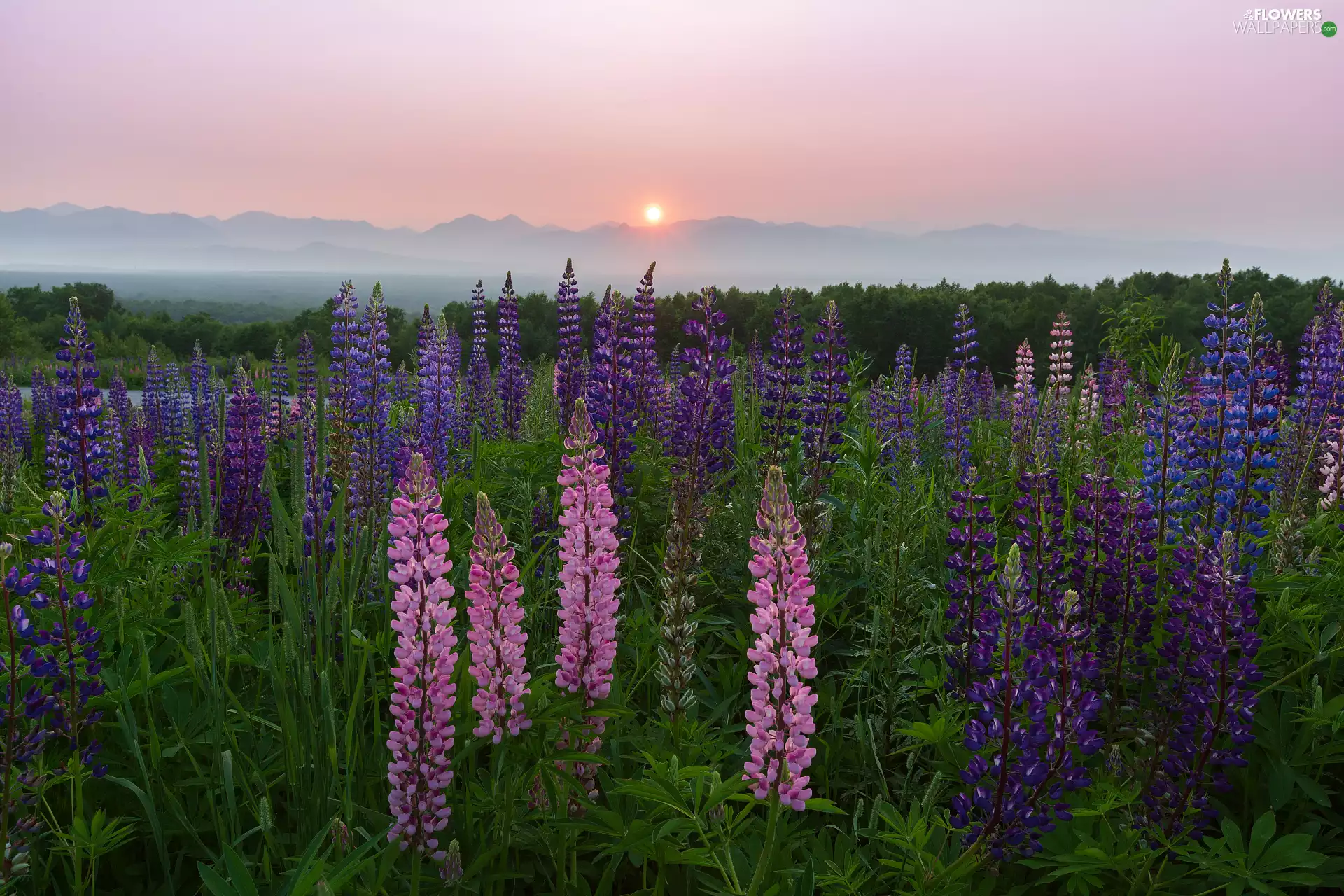 Great Sunsets, Meadow, lupine