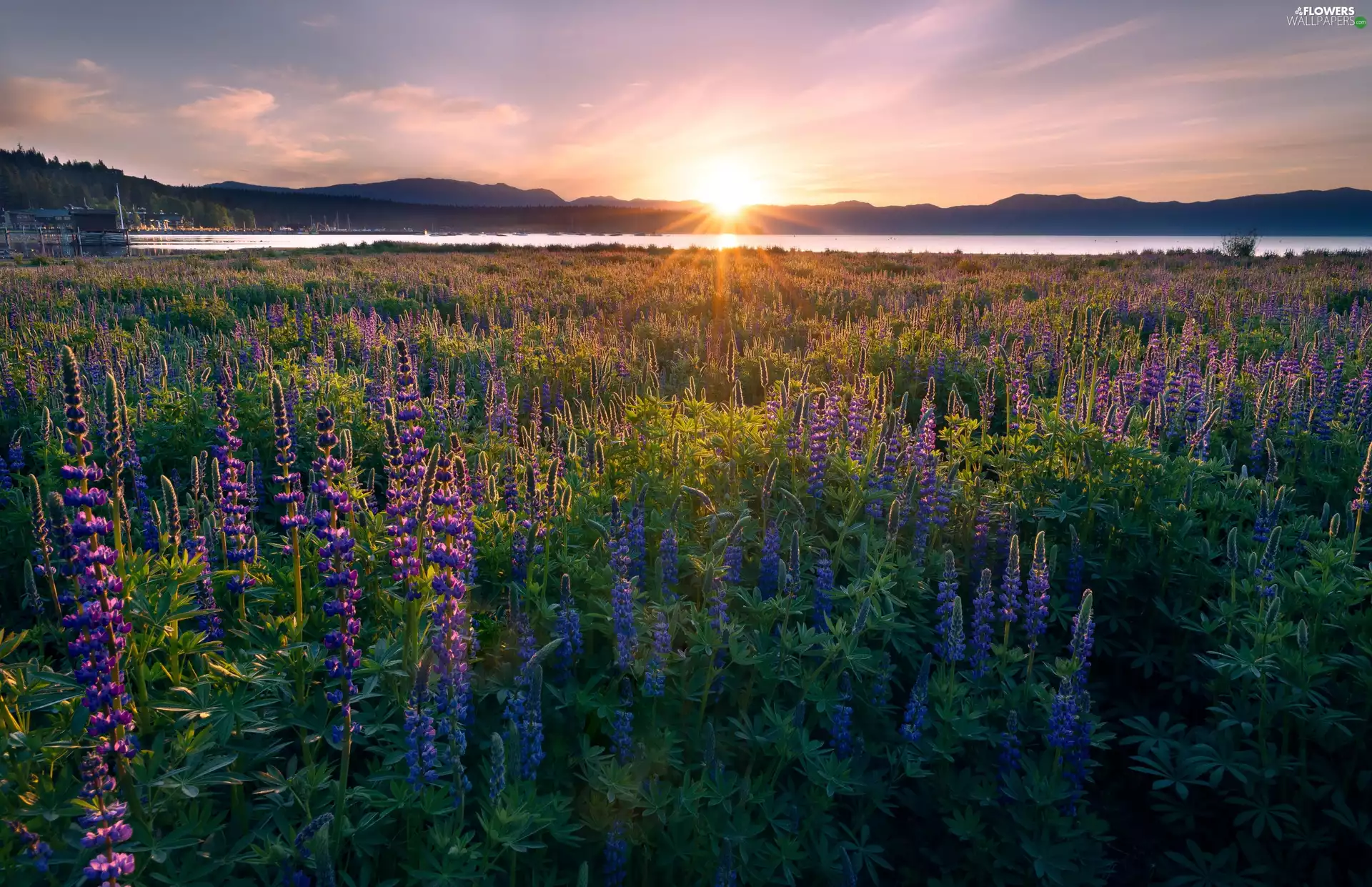 lake, Great Sunsets, lupine, The Hills