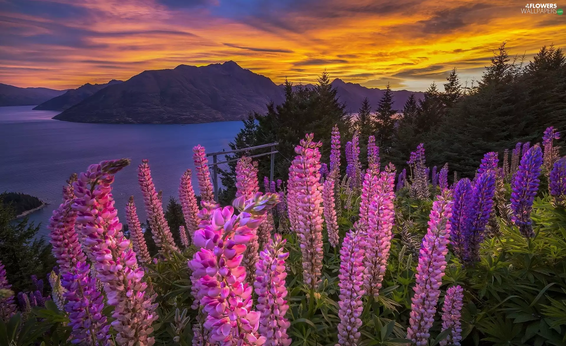 lupine, Mountains, lake
