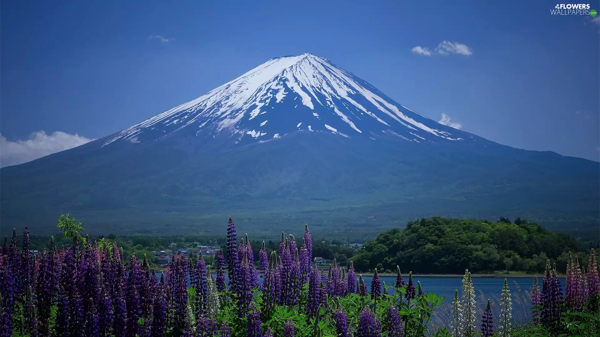 lupine, volcano, lake