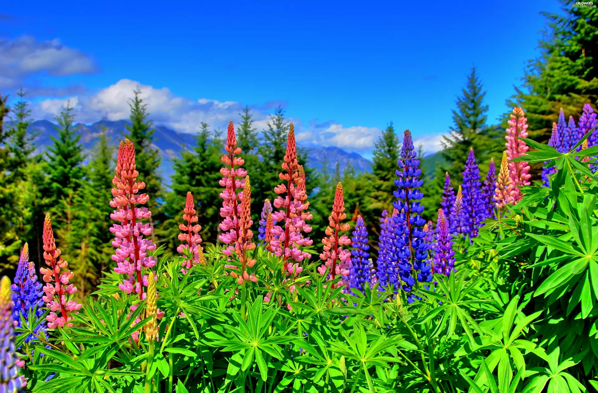 Meadow Lupine Flowers Wallpapers 3800x2500