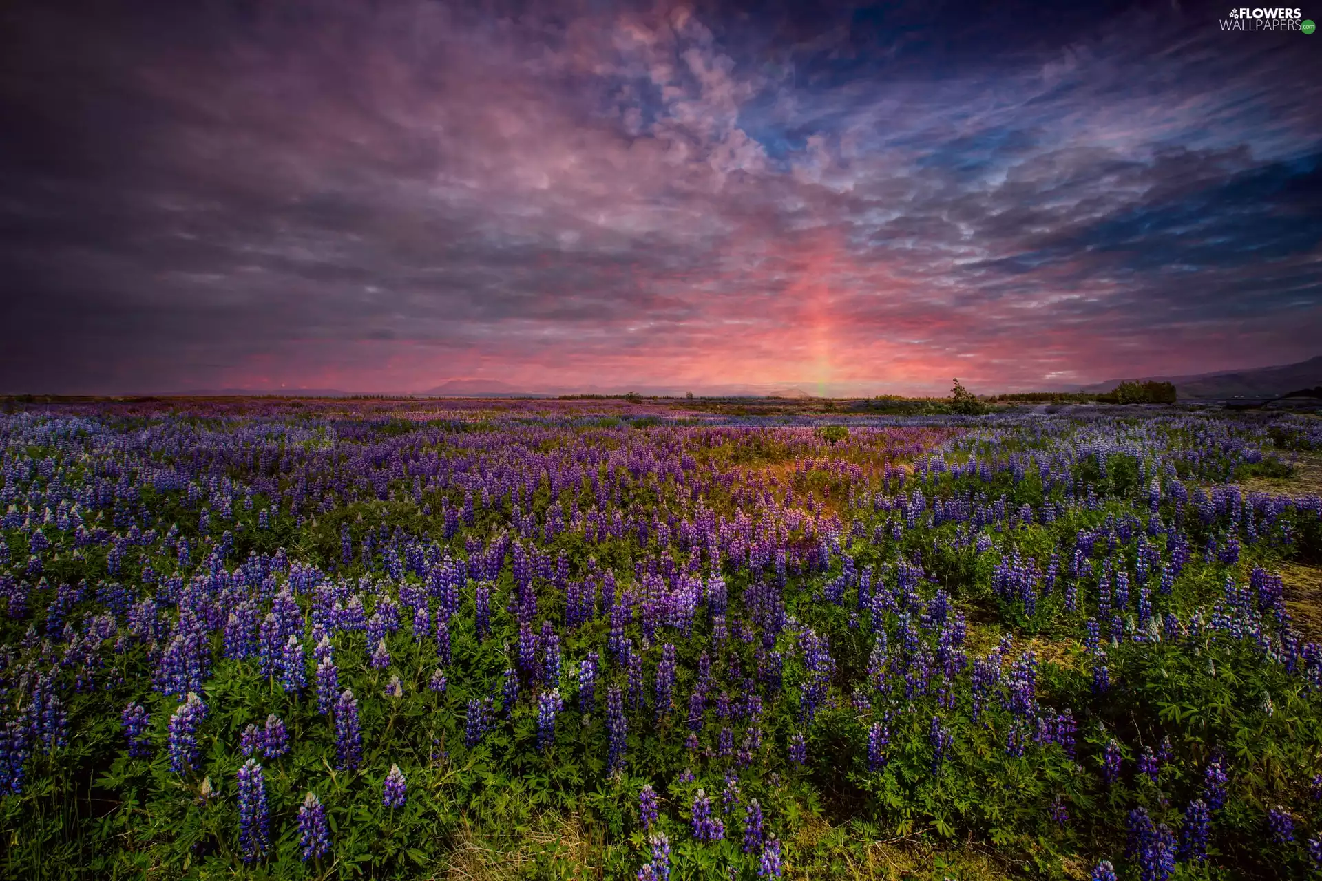 lupine, Meadow