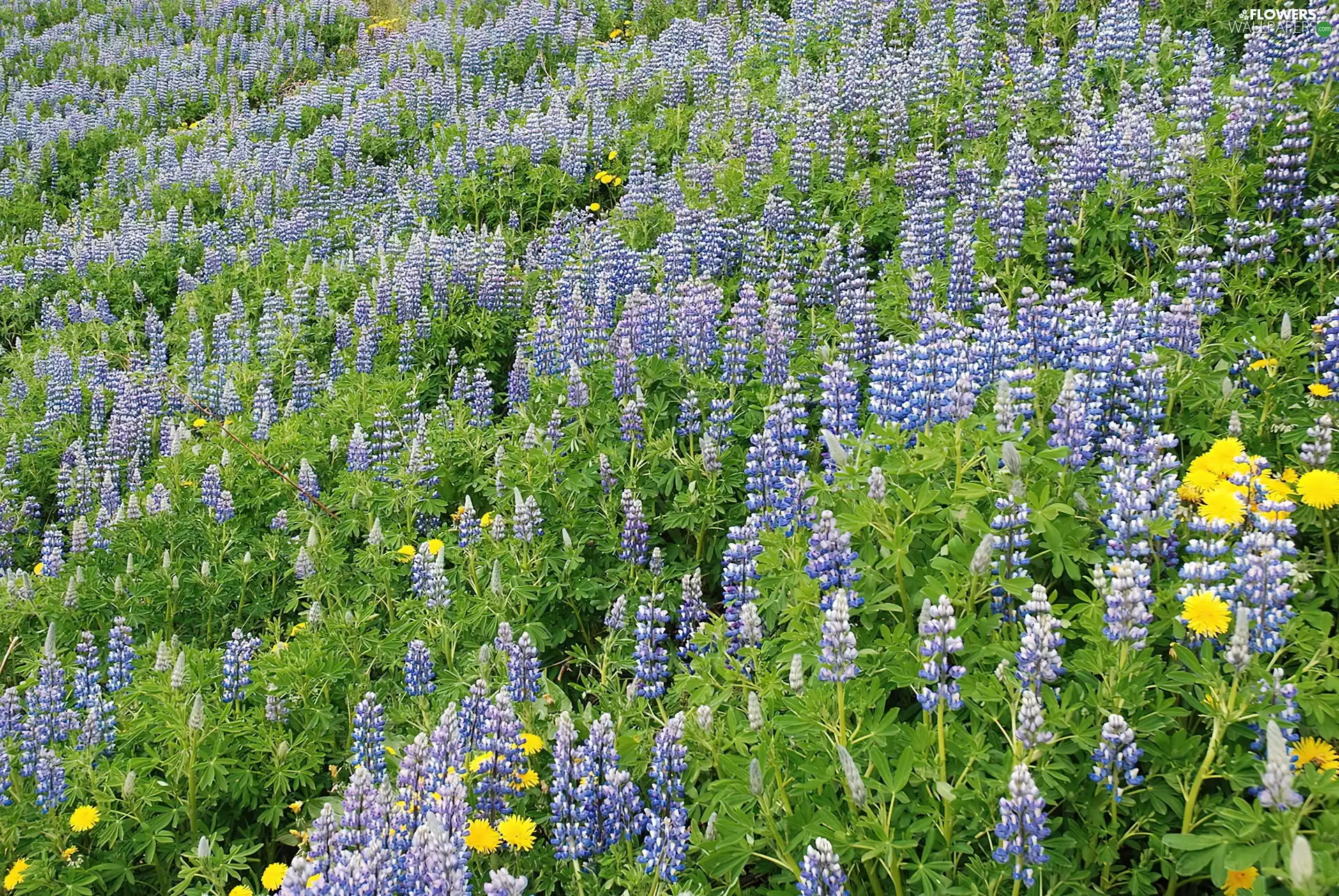lupine, Meadow