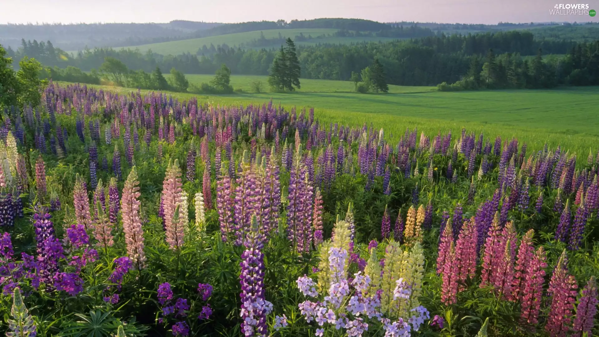 lupine, forest, Meadow