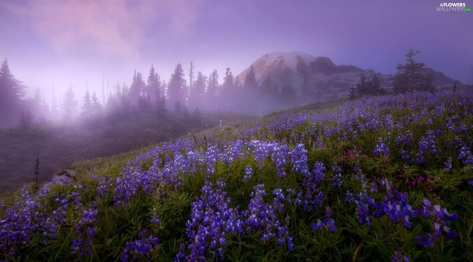 viewes, Mountains, Meadow, Washington State, lupine, Stratovolcano Mount Rainier, Mount Rainier National Park, The United States, Fog, trees