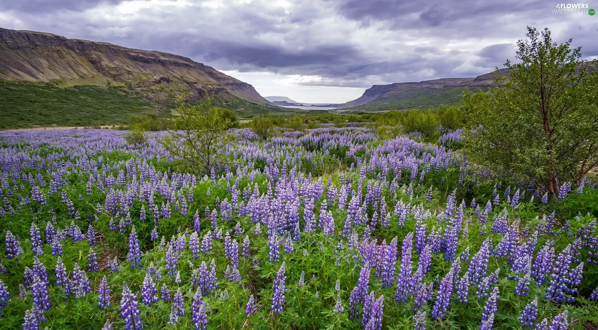 lupine, Mountains, Meadow