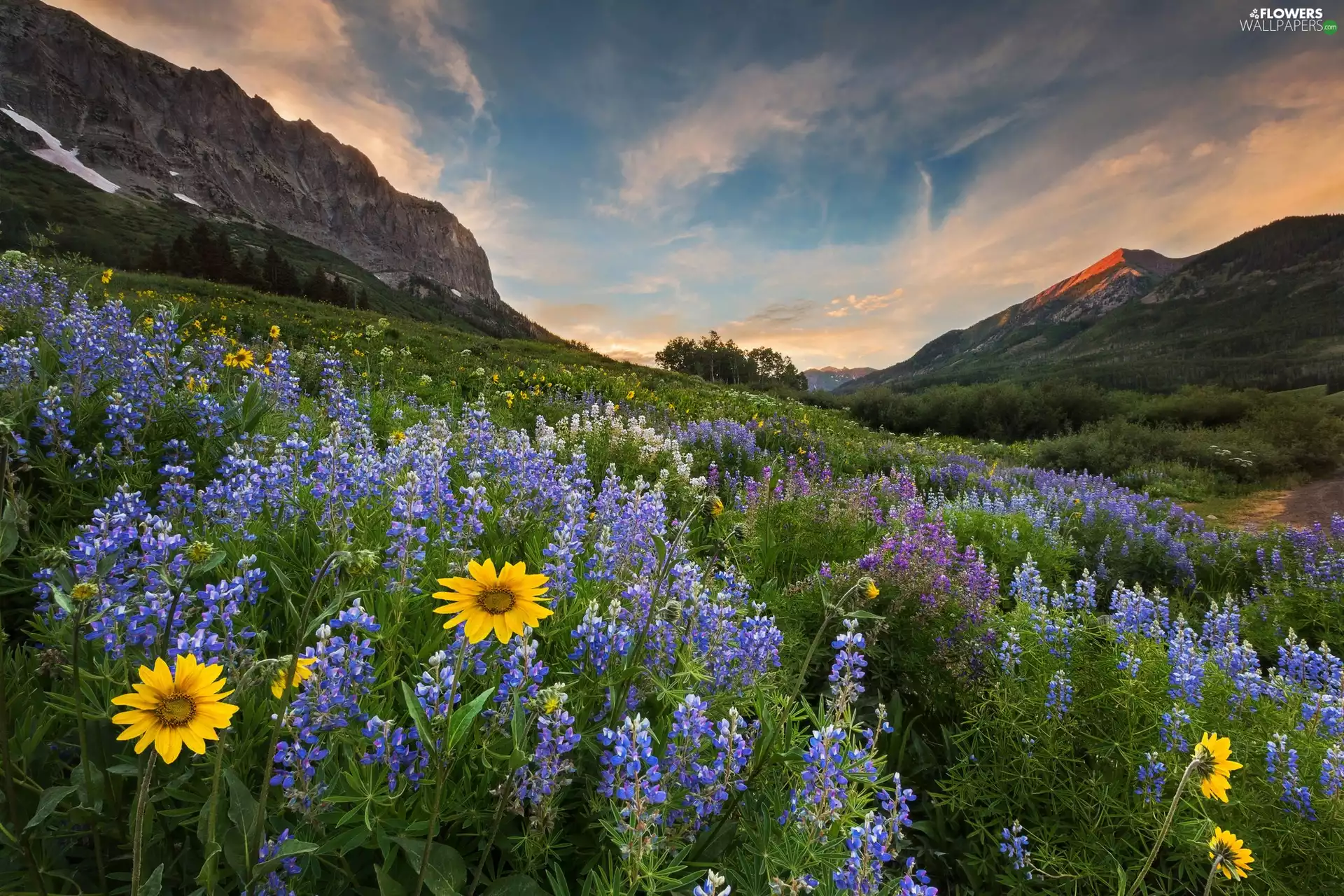 lupine, Mountains, Meadow