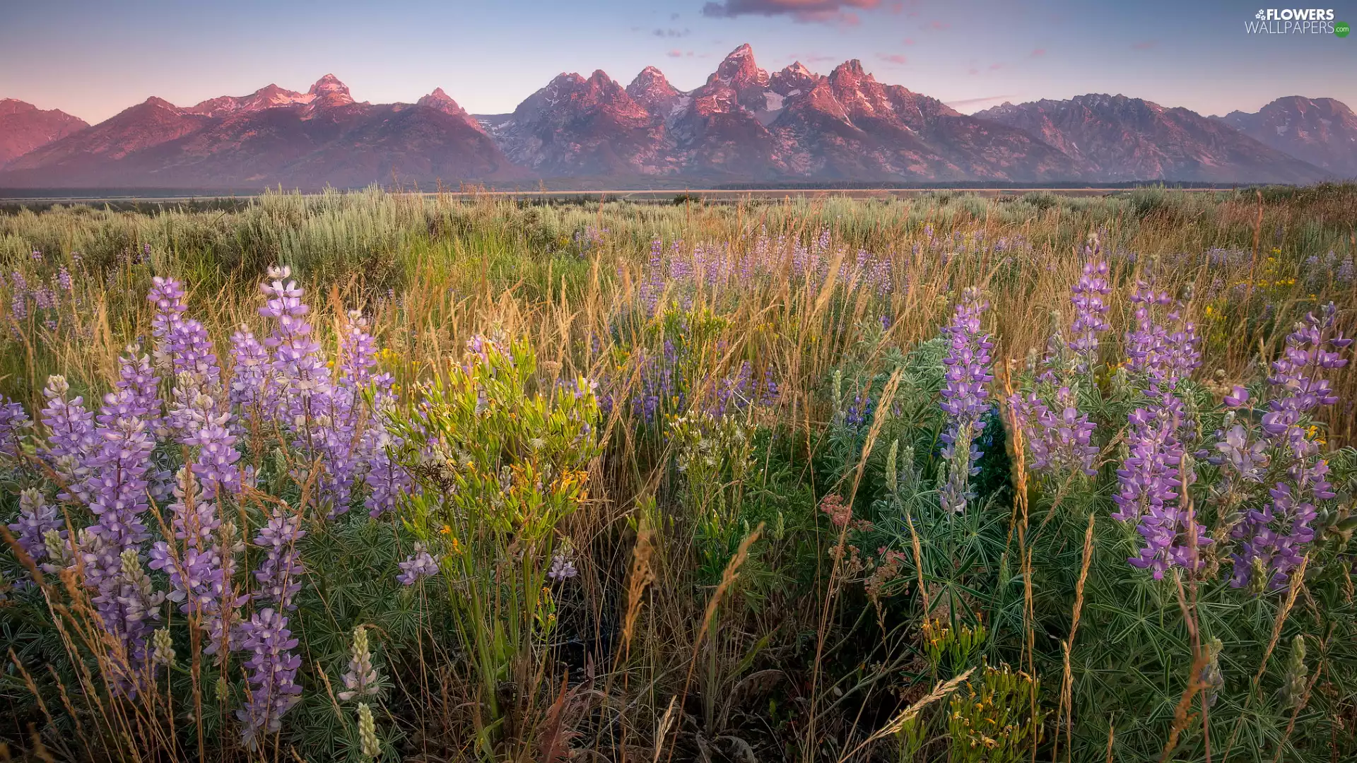 Flowers, lupine, Meadow, grass, Mountains