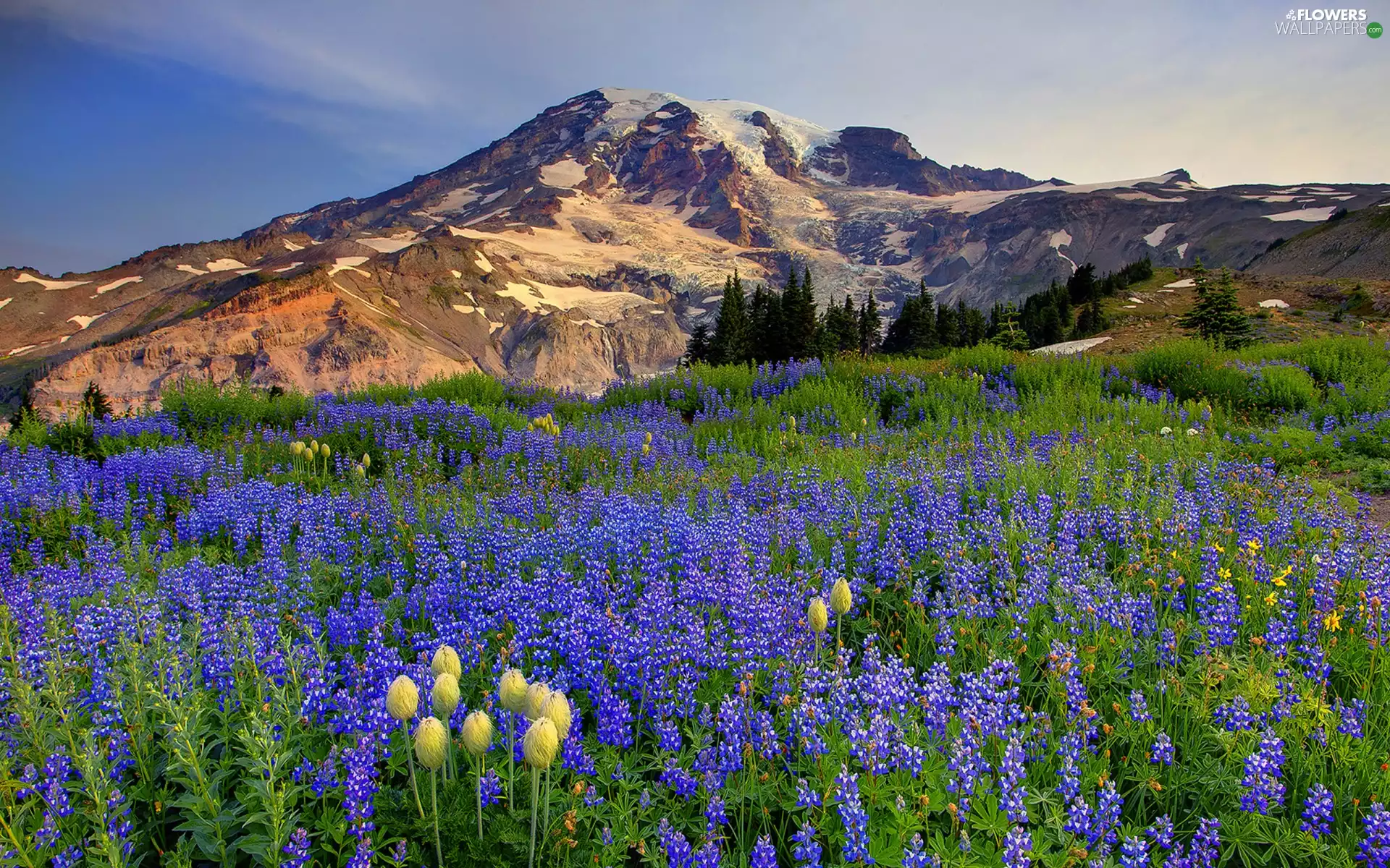 Lupine Mountains Meadow Flowers Wallpapers 1920x1200