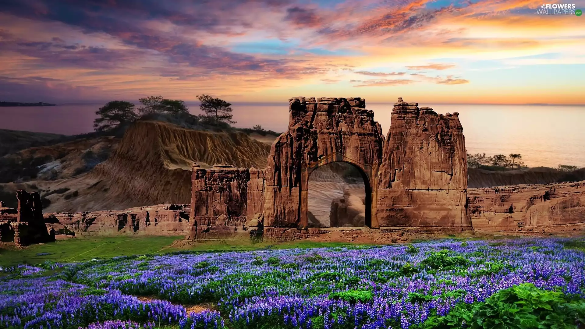 lupine, rocks, Meadow