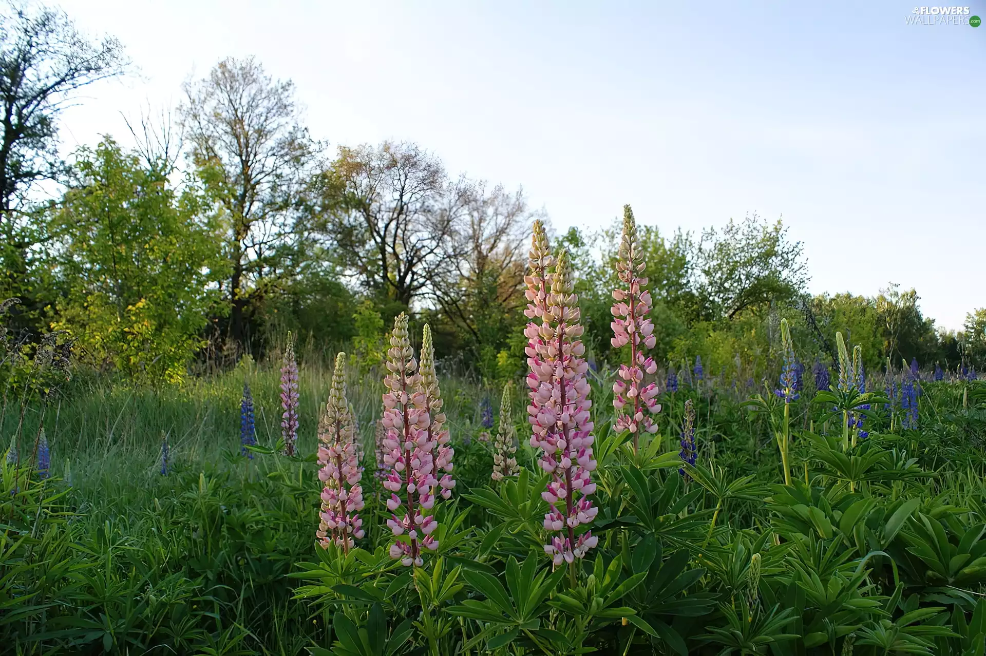 Meadow, trees, viewes, lupine