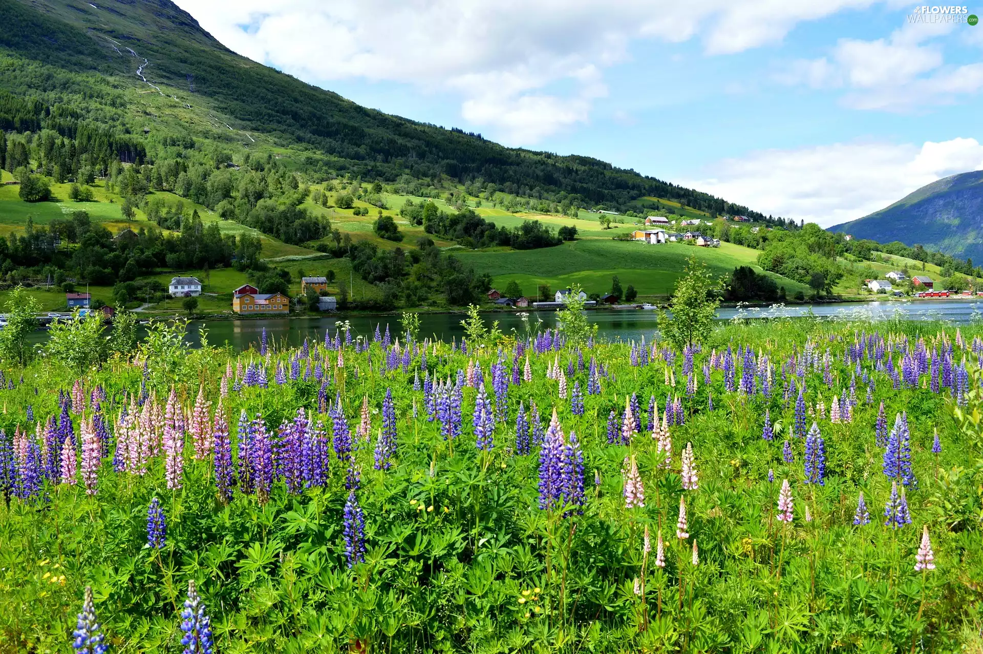 Flowers, Meadow, Mountains, lupine, Norway, River, Houses