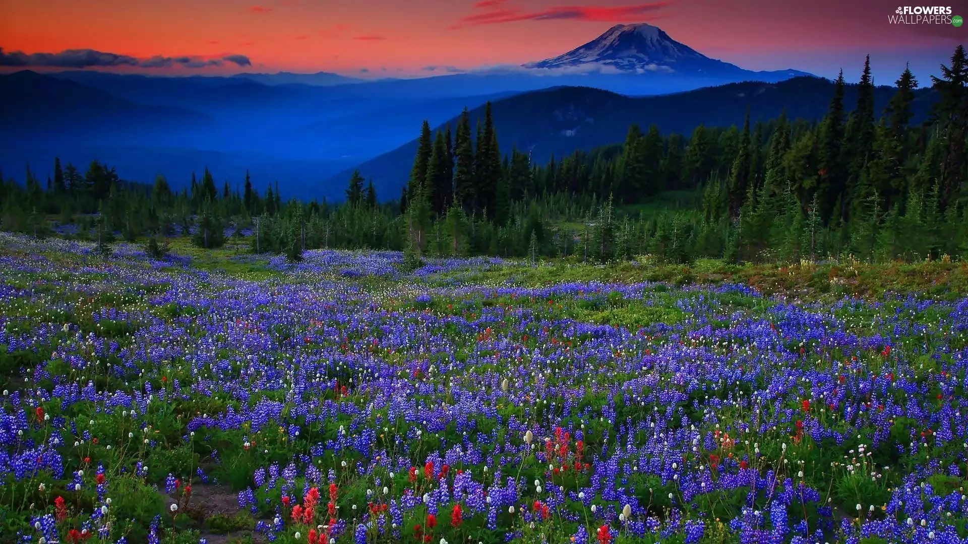 Mountains, Meadow, Lupine, woods