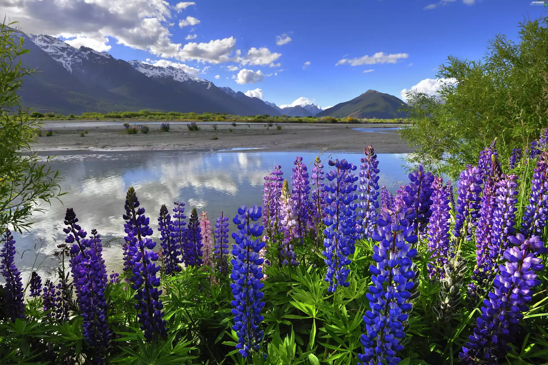 Mountains, lupine, New Zeland, River