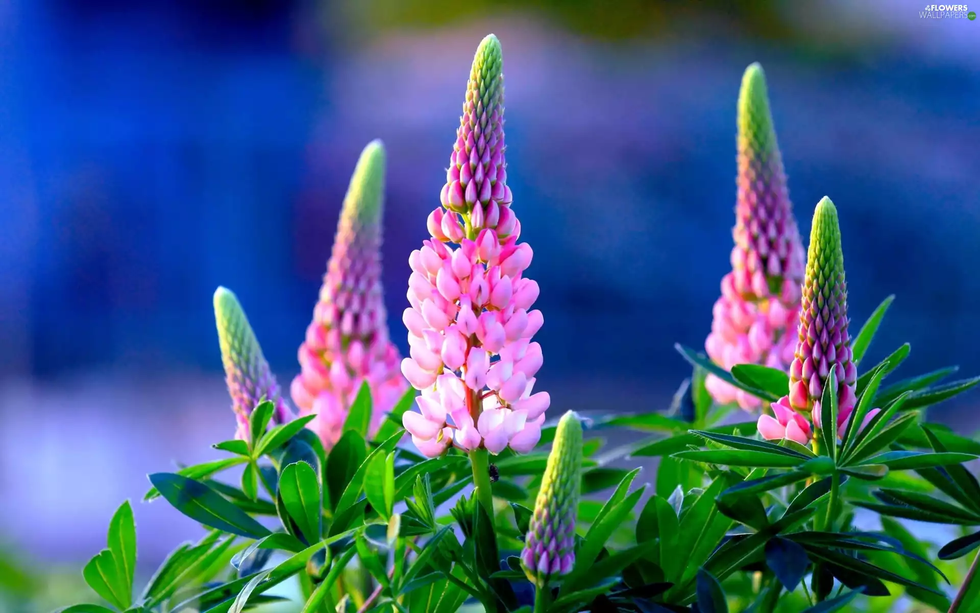 lupine, Flowers, Pink