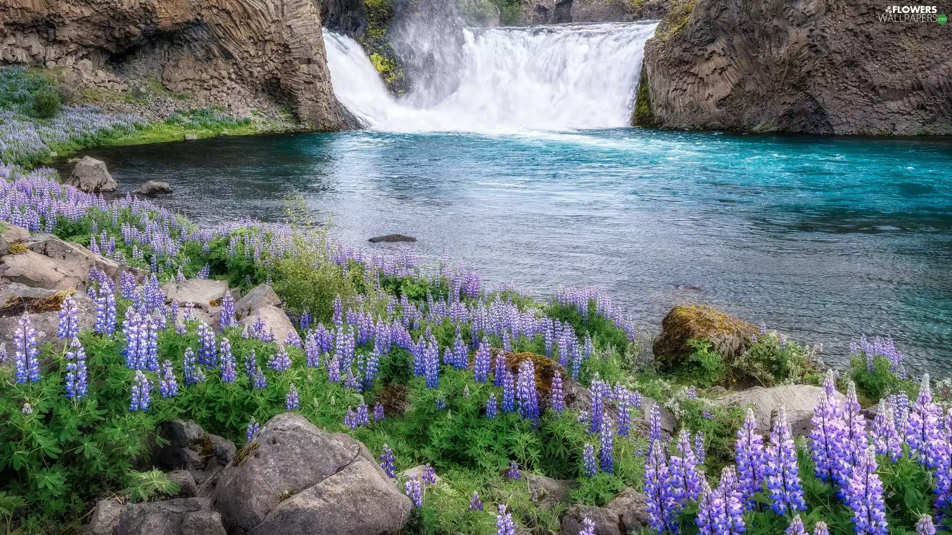 River, waterfall, Flowers, lupine, Stones, rocks