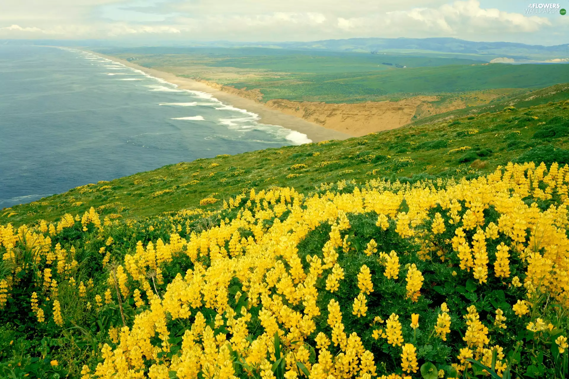 sea, Yellow, lupine, Coast