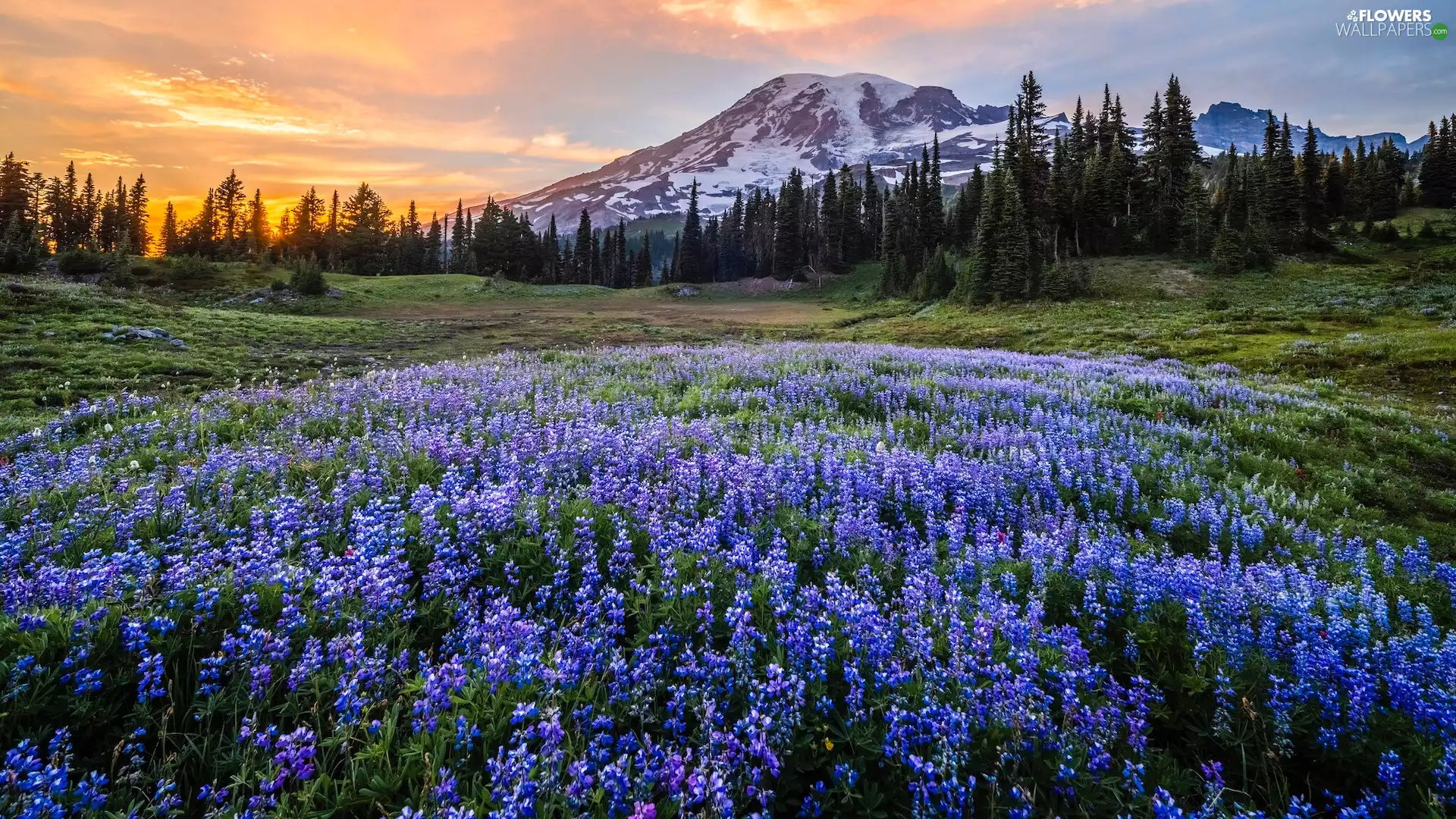 Mount Rainier National Park, Stratovolcano, Mountains, Mount Rainier, lupine, Washington, The United States, Meadow