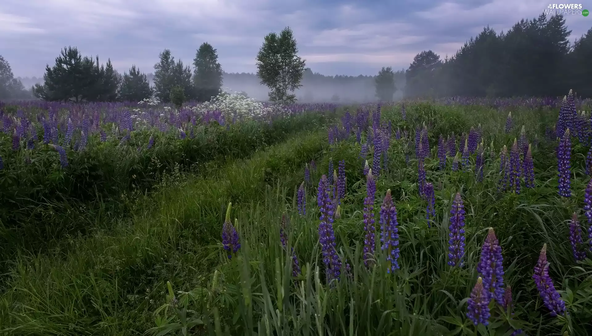 grass, Flowers, viewes, lupine, Meadow, trees, Fog
