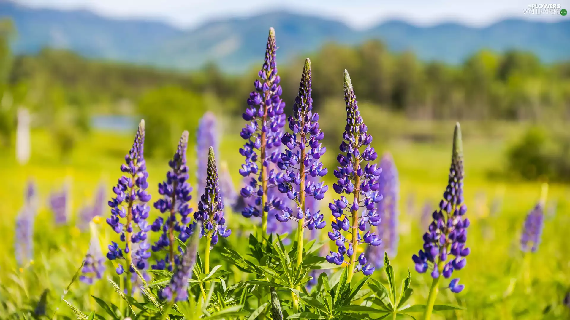 lupine, flower, Violet