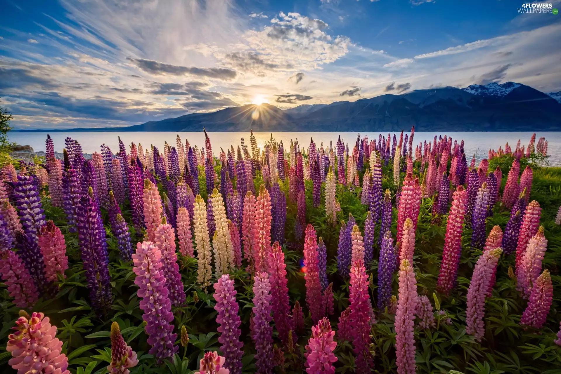 lupine, rays of the Sun, New Zeland, Pukaki Lake