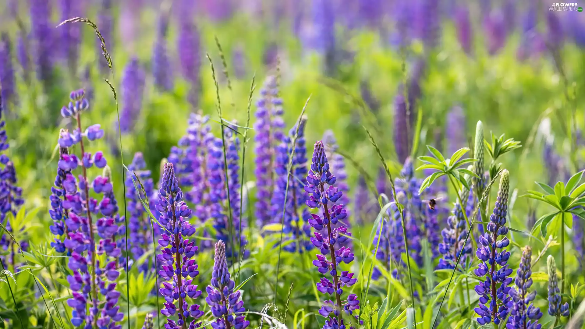 lupins, purple, Flowers