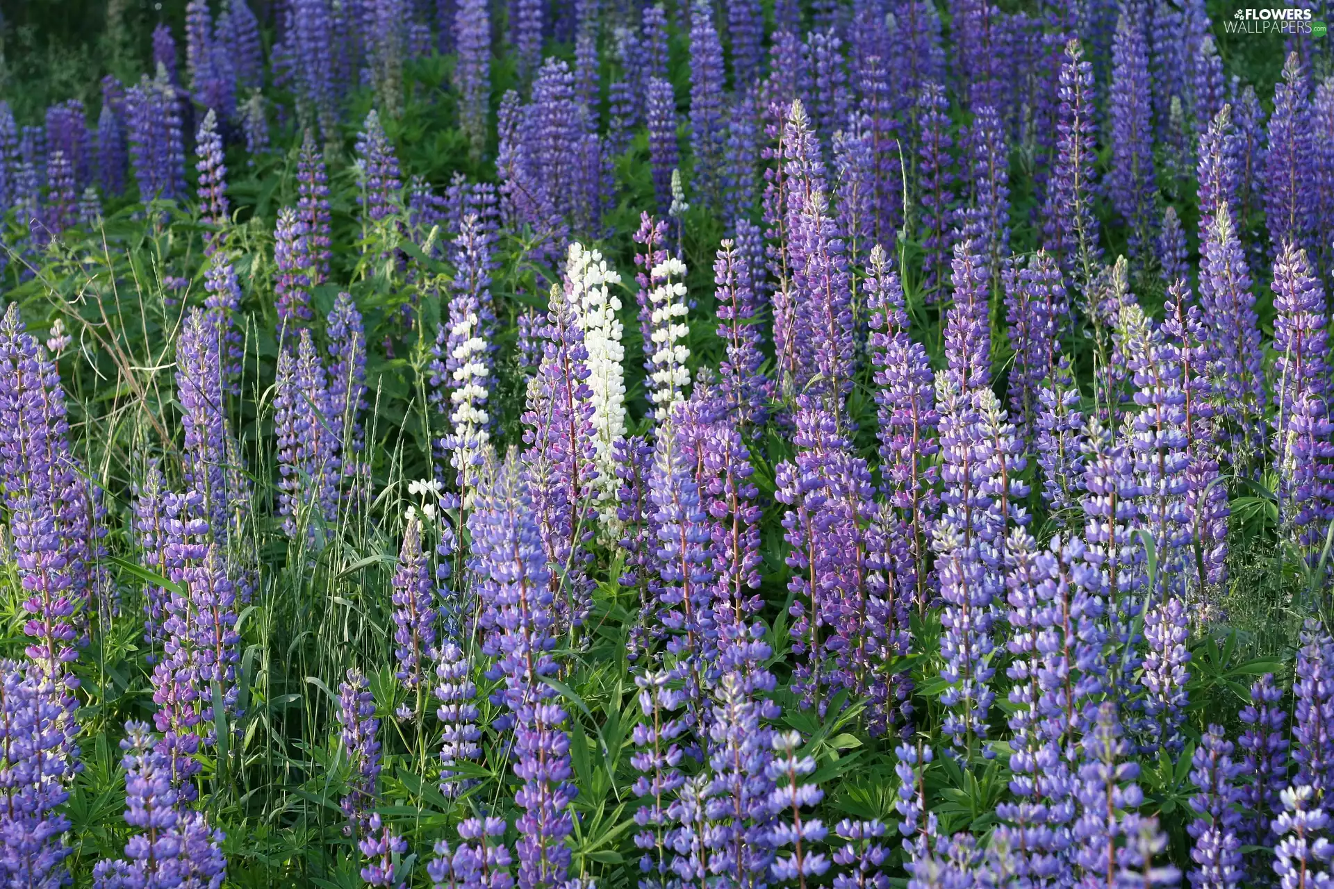 lupins, Meadow