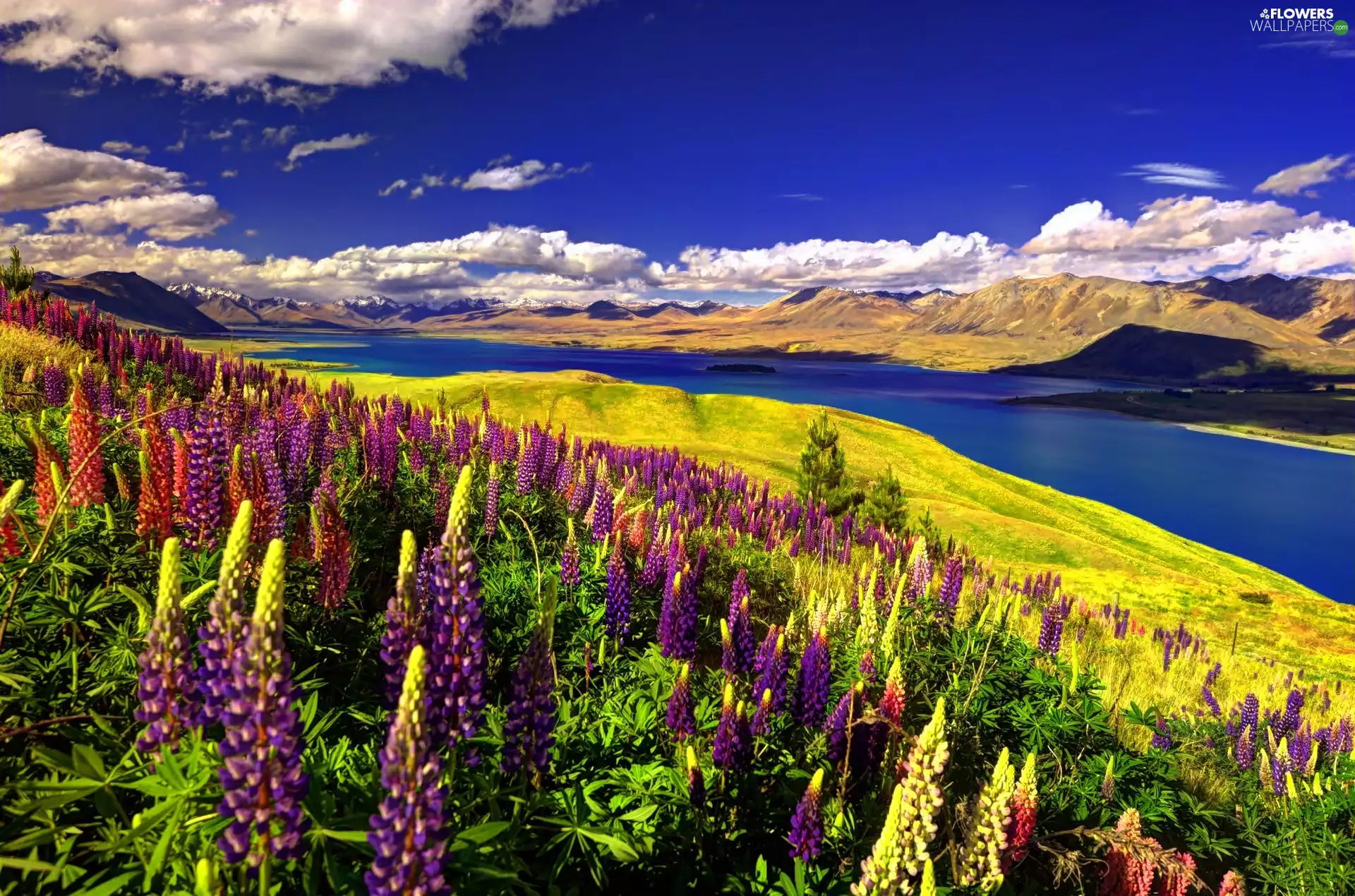 color, lupins, Mountains, River, summer
