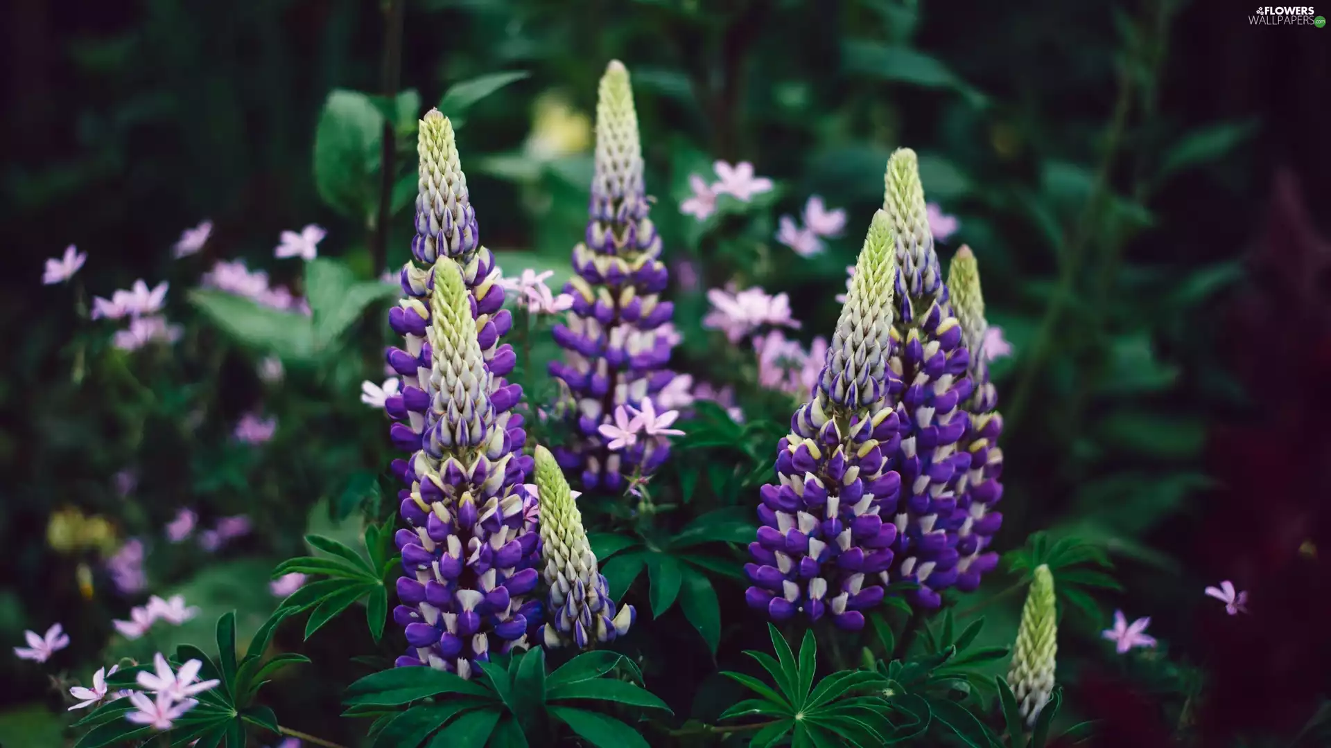 lupins, Flowers, purple