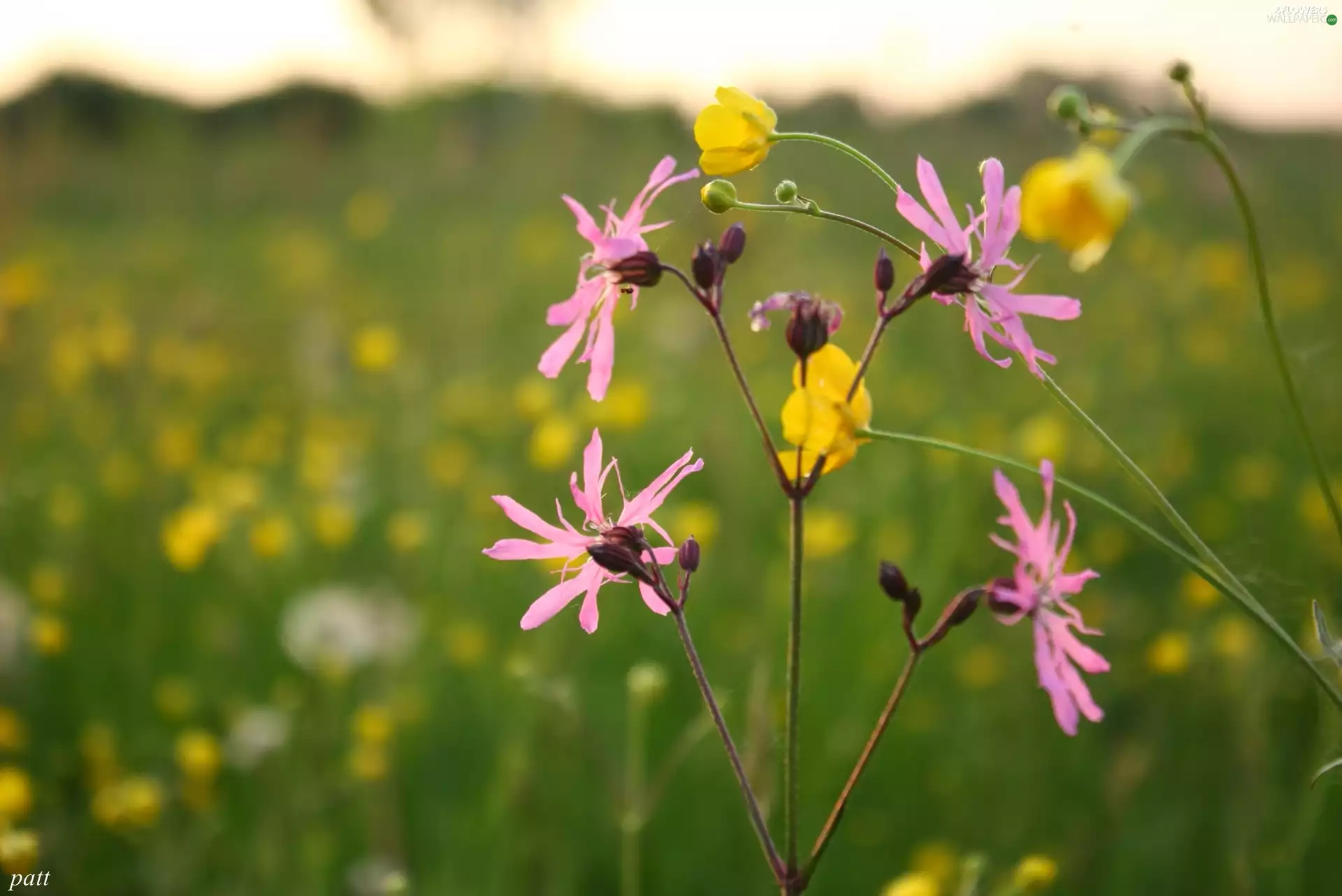 Flowers, Lychnis ragged, glaucoma, Meadow