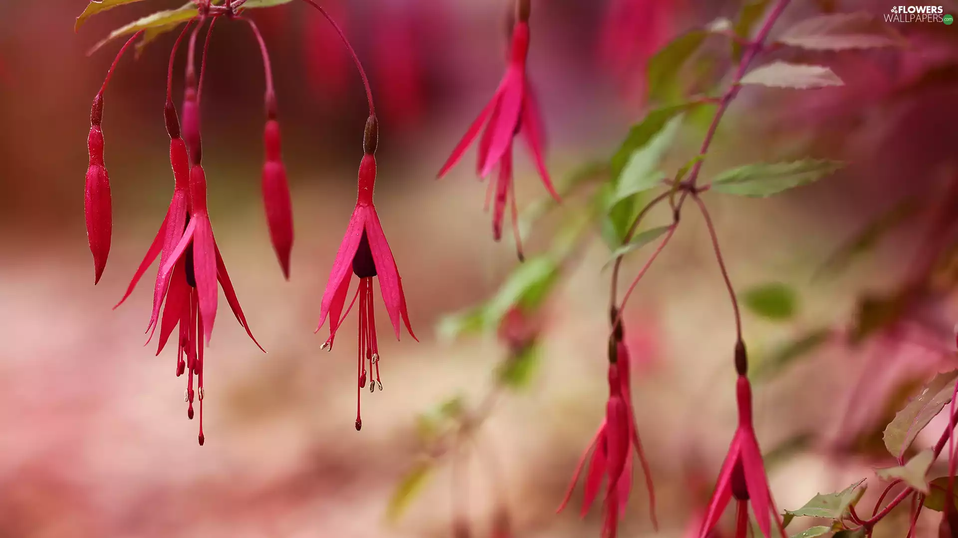 Flowers, Pink, Fuchsia Magellanica