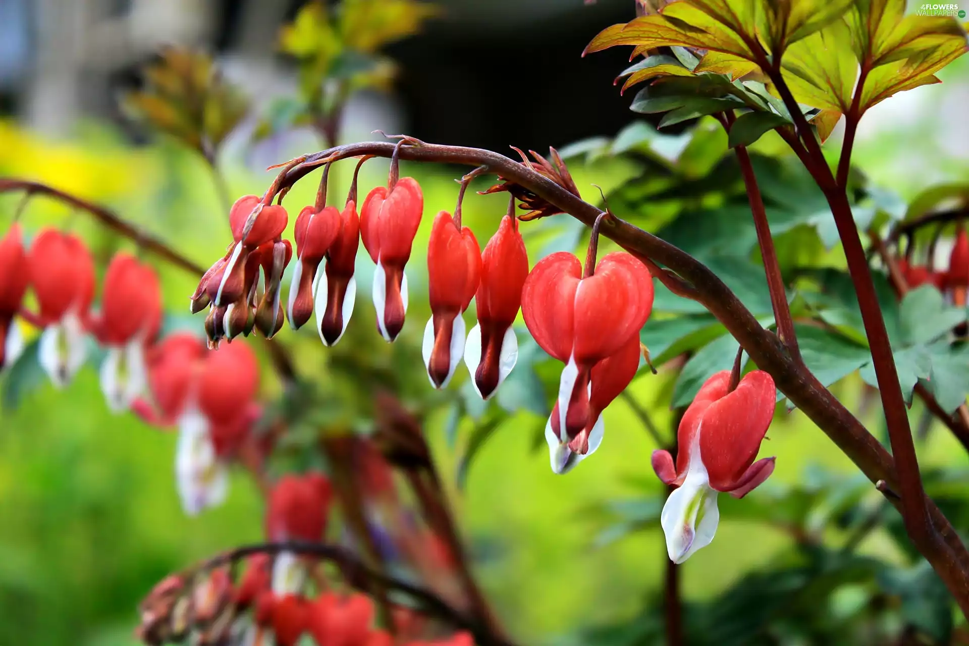 hearts, red, White, Magnificent