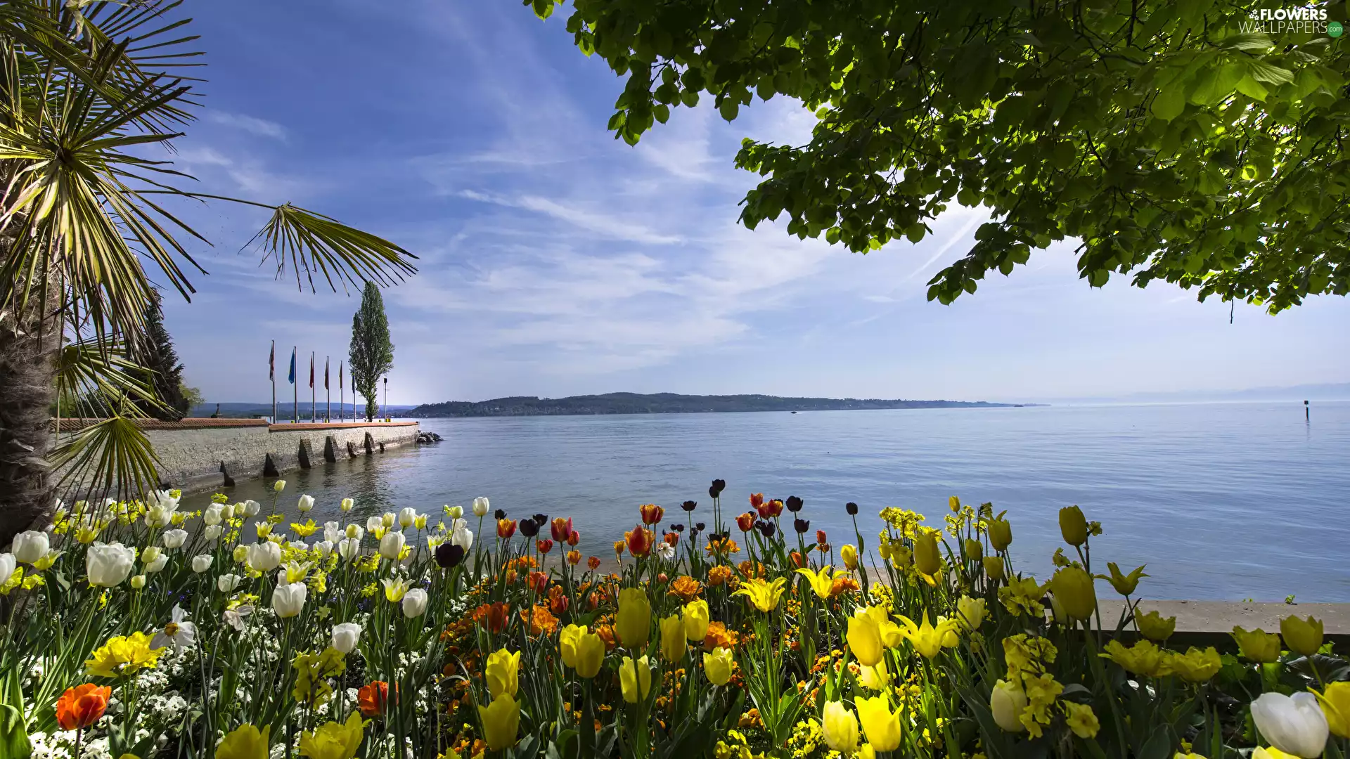 Germany, Bodensee, Tulips, Mainau Bay Island