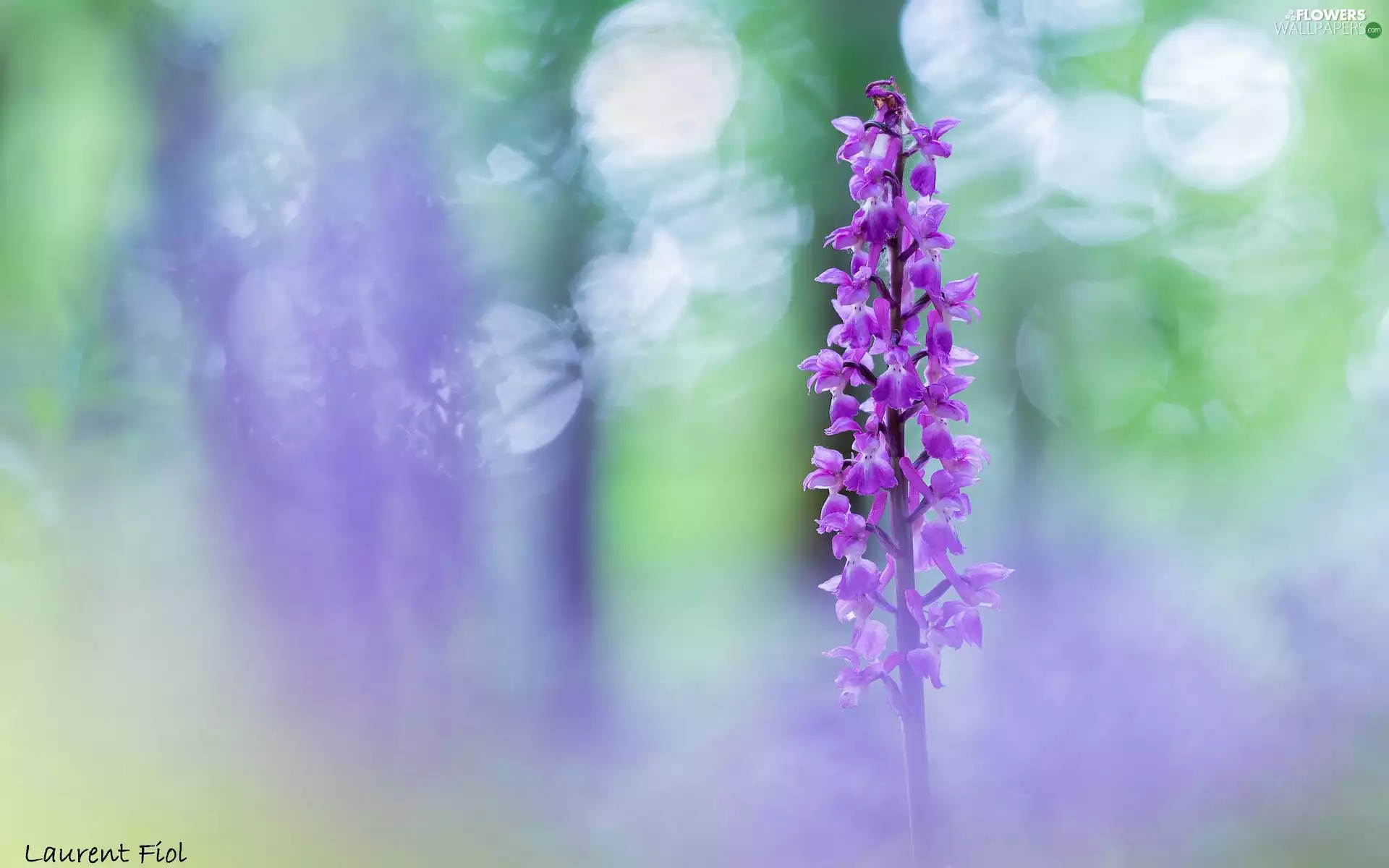 orchid male, Violet, Colourfull Flowers