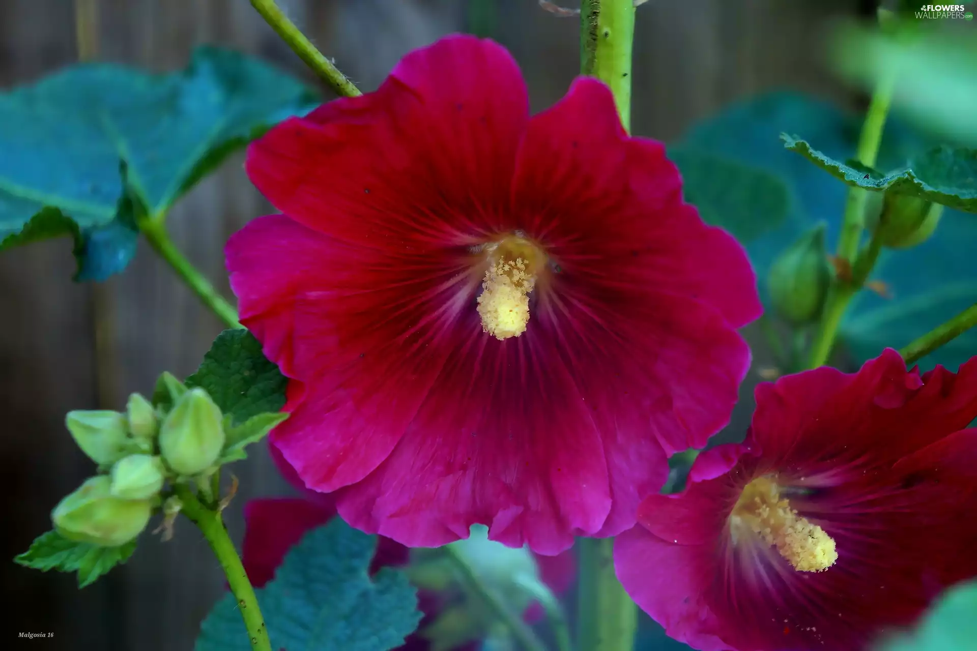 Blossoming, mallow