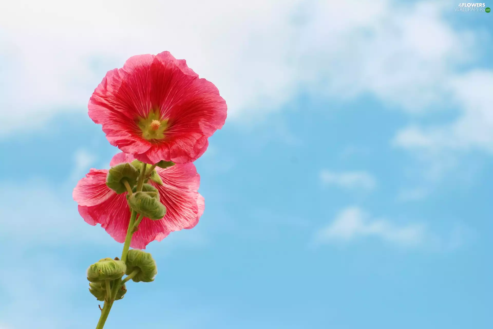 Flowers, mallow