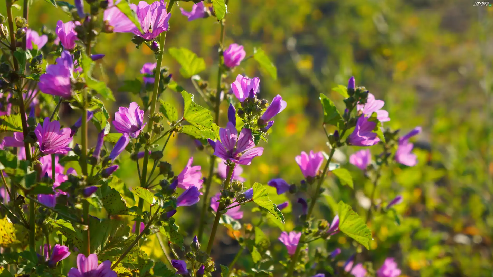 Mallow, Flowers, purple