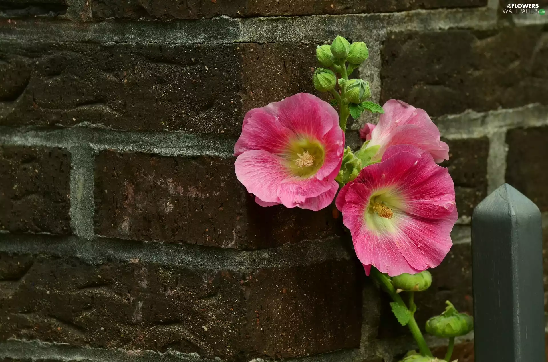 wall, Colourfull Flowers, mallow