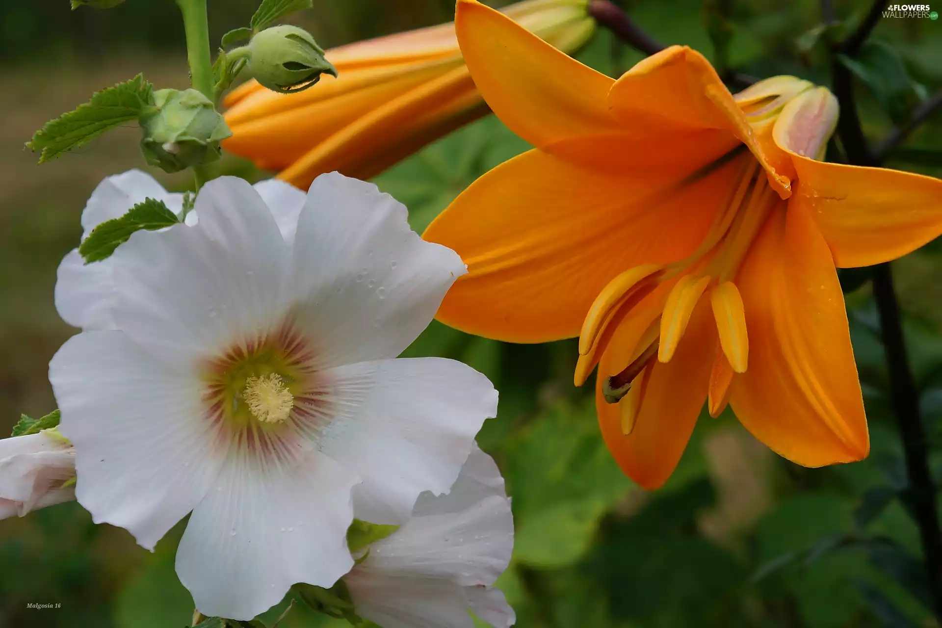 White, Orange, Lily, mallow