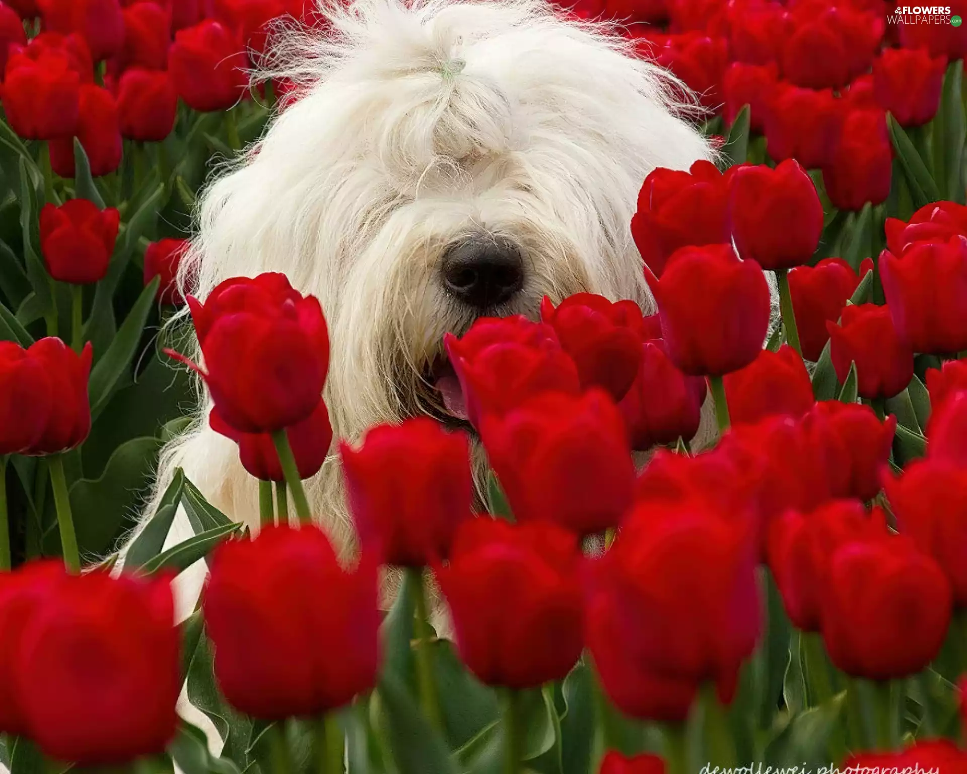 Tulips, Maltese, dog, Red, White