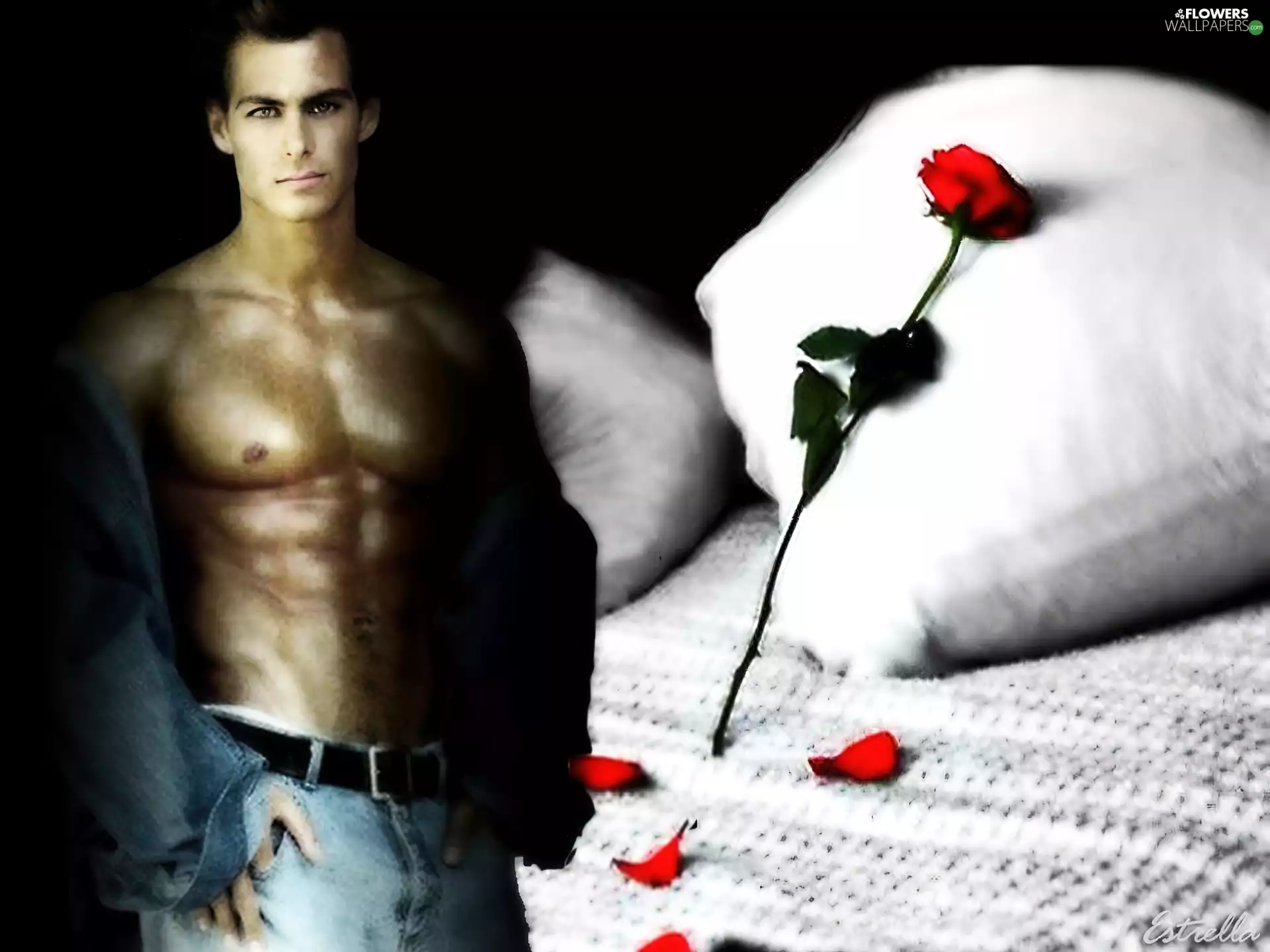 a man, rose, flakes, Pillow