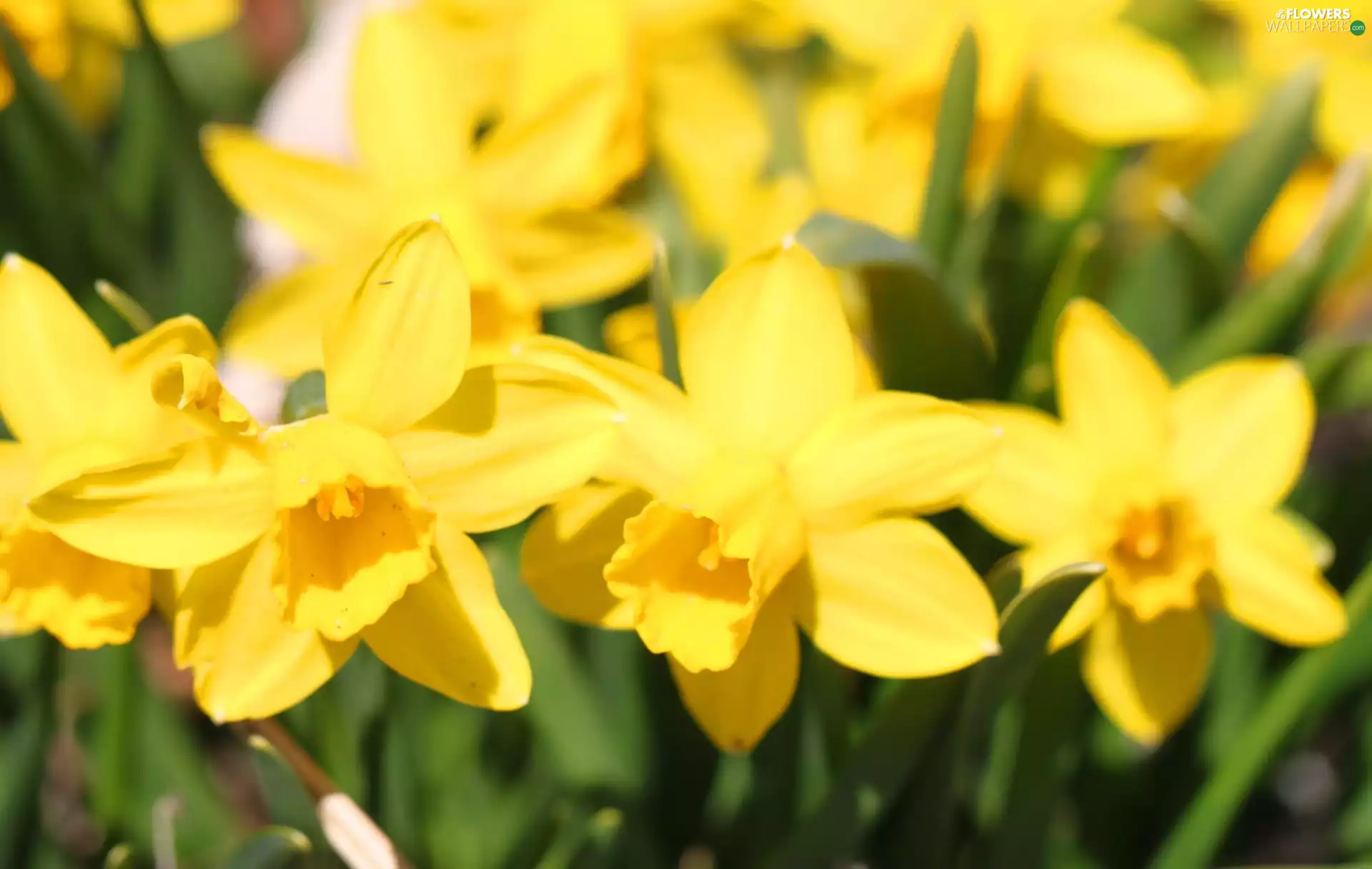many, daffodils